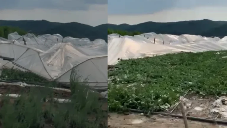 Shirat të forta në Cërrik, shkartohen serat dhe të mbjellat