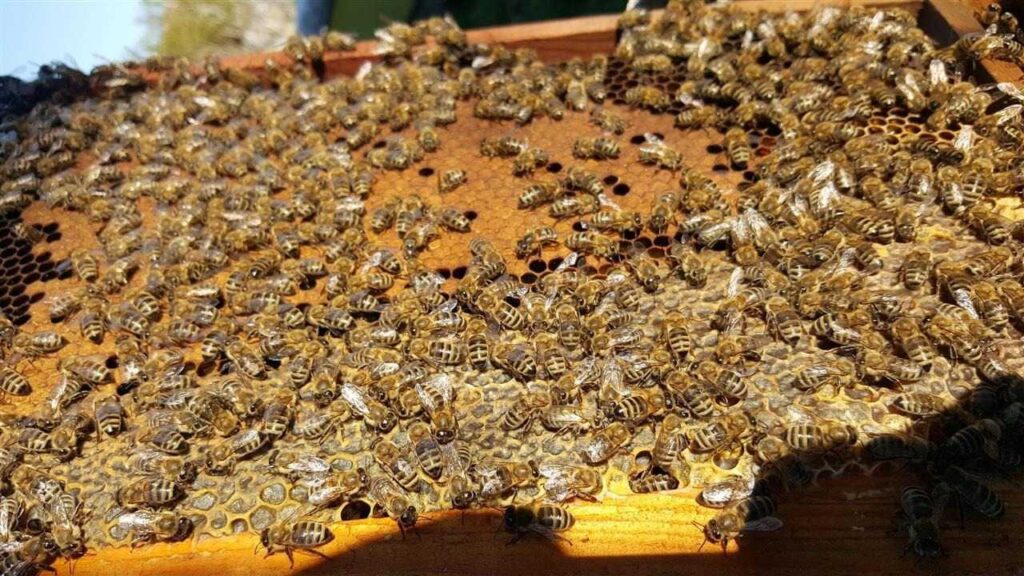 Temperaturat e larta ”falimentojnë” bletarët/ Shfarosen kolonitë e bletëve në Fier