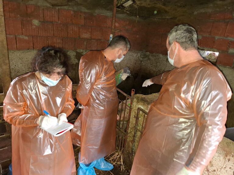 Identifikohen raste të murtajës Afrikane, vendoset në karantinë zona rreth Malit të Rrencit