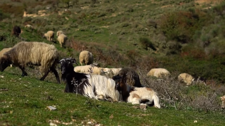 Murtaja e bagëtive përhapet nëpër Shqipëri. Konfirmohet vatra e parë në jug
