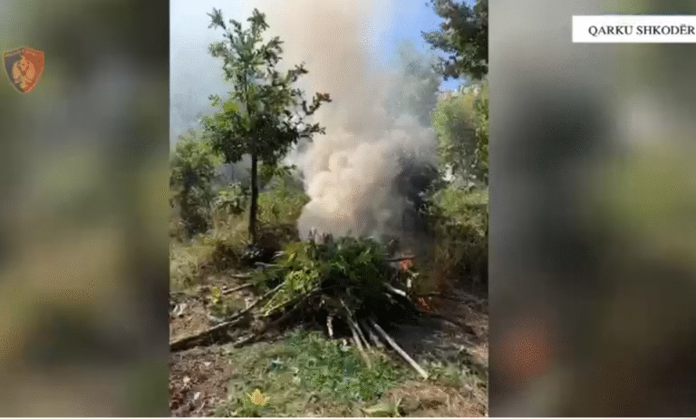 Babë e bir kapen duke kultivuar 165 rrënjë kanabis, në hetim 6 kryepleq fshati (EMRAT)