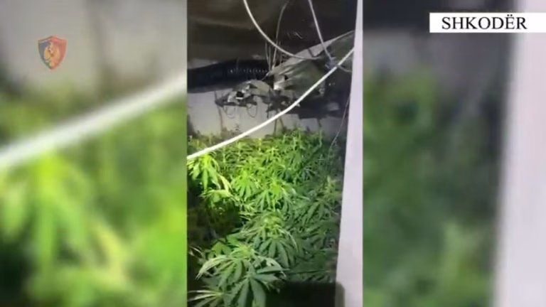Zbulohet një tjetër “shtëpi bari”/ Shpallen në kërkim dy persona, nën hetim 2 punonjës të OSHEE