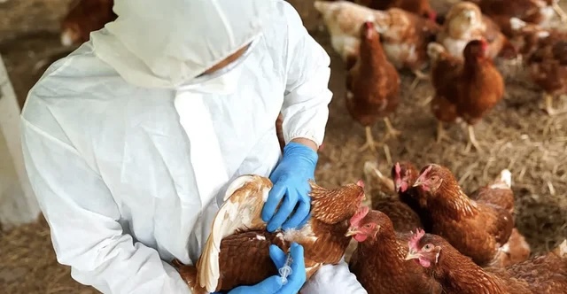 Australia konfirmon rastin e parë të gripit të shpendëve H5N1