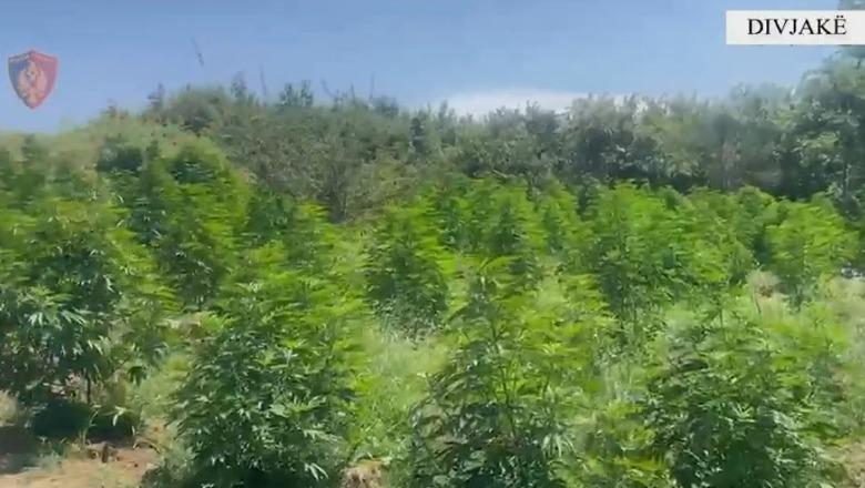 Dyshohet se lejuan kultivimin e lëndëve narkotike, AMP nis hetim ndaj zinxhirit komandues të komisariatit të Policisë Divjakë Dyshohet se lejuan kultivimin e lëndëve narkotike, AMP nis hetim ndaj zinxhirit komandues të komisariatit të Policisë Divjakë